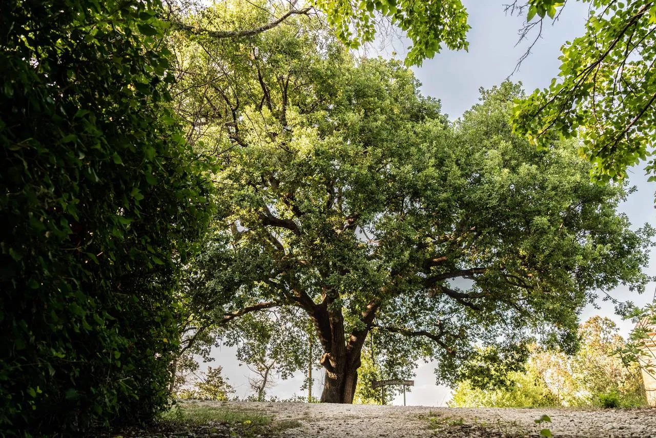 La grande quercia che dà il nome alla struttura